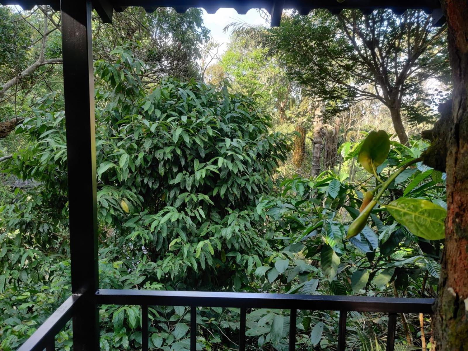 Misty Rain Estate Hotel Madikeri Exterior photo