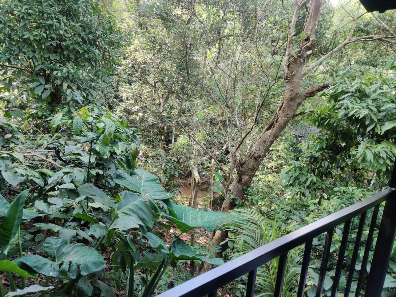 Misty Rain Estate Hotel Madikeri Exterior photo